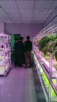 植物工廠高效生產(chǎn)技術(shù)交流會(huì) e光農(nóng)場站